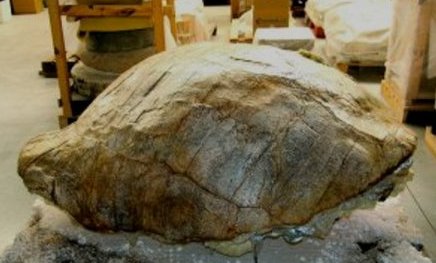 Exposición Yacimiento Paleontológico del Puerto de la Cadena First