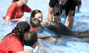 Zooterapia con leones marinos para potenciar las capacidades de los niños en la Escuela de Verano Adaptada de Terra Natura